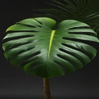 monstera png