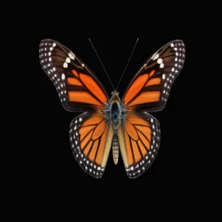 butterfly black background