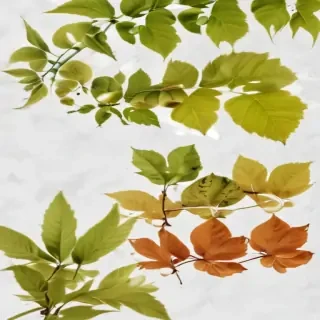 leaves png transparent
