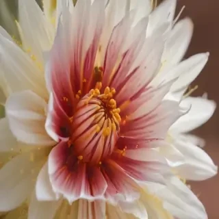 desert flower