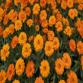 marigold png