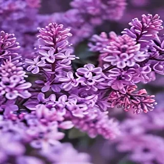lilac iphone wallpaper