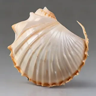 seashell png