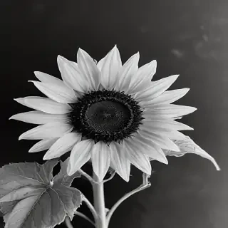 sunflower outline