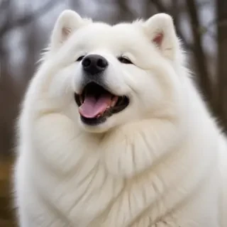 samoyed dog
