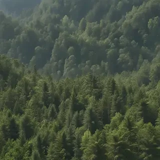forest png