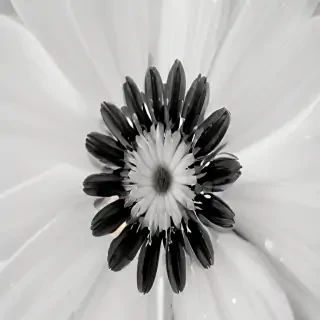 black and white flower