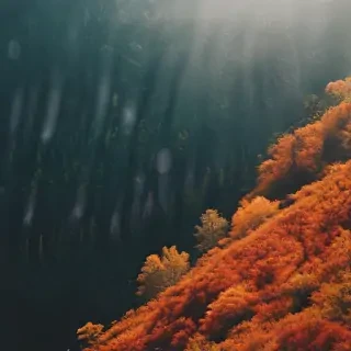 fall wallpapers iphone