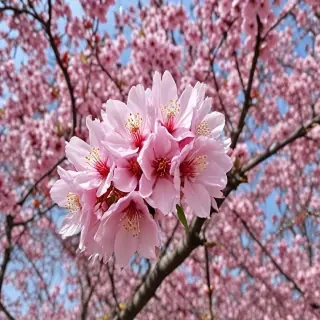 sakura flower