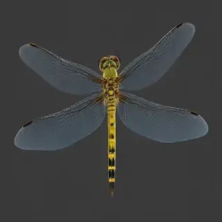 dragonfly png