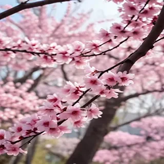 sakura background