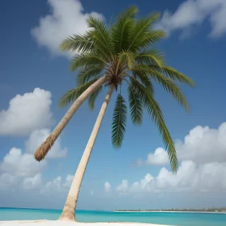palm tree transparent