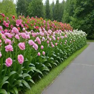 flower line