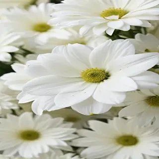 white flower wallpaper