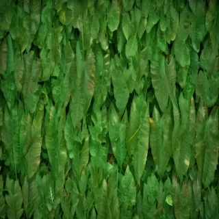 leaf background green