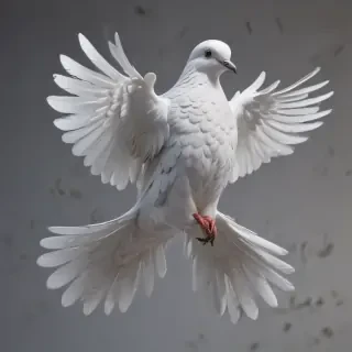 png dove