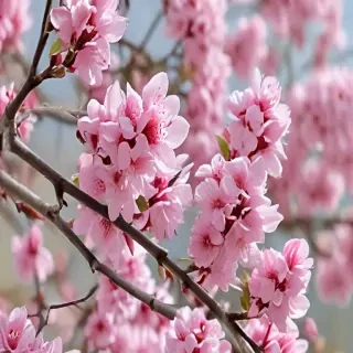spring iphone wallpaper