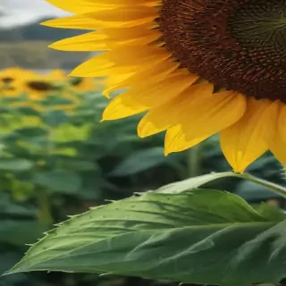 sunflower iphone background