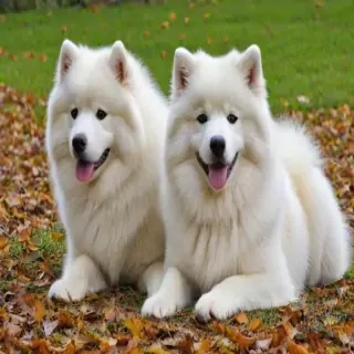 samoyed dog