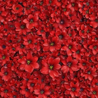 flower background red