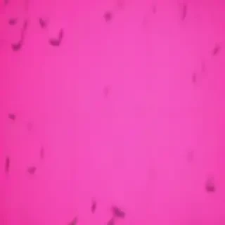 neon pink bg