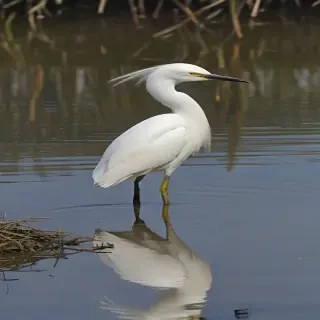 snowy egret