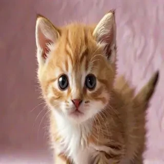 kitten wallpaper