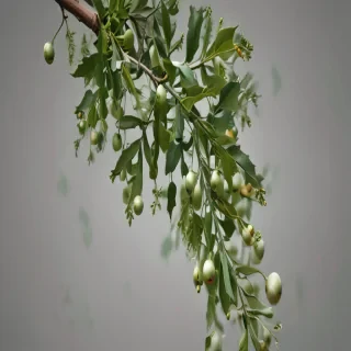 mistletoe png