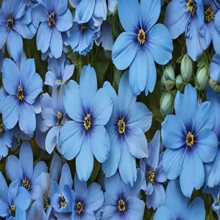 blue flowers background