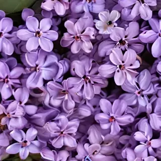 lilac background