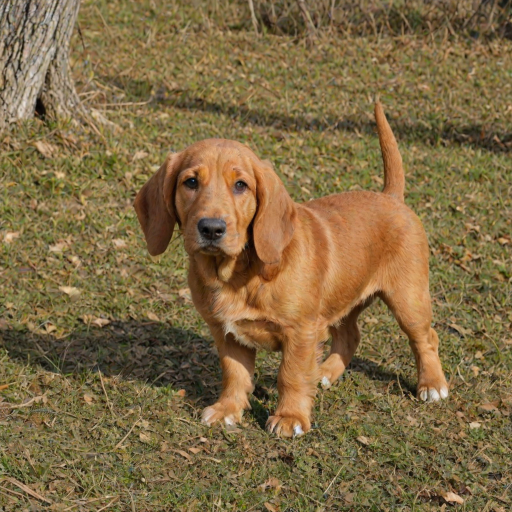 basset fauve de bretagne