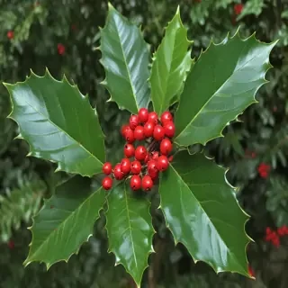 holly picture