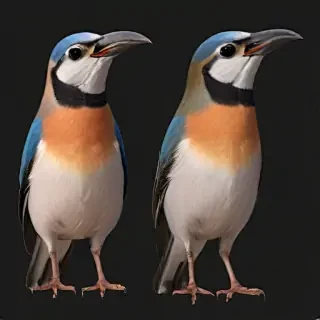 bird pngs