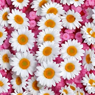 daisy background wallpaper