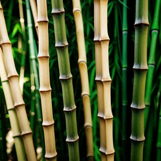 bamboo background