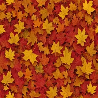 fall leaves png