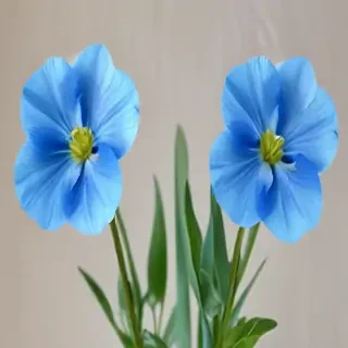 transparent blue flowers