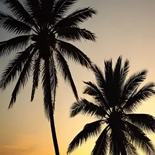 palm tree background