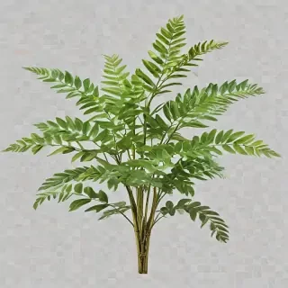 plants transparent background