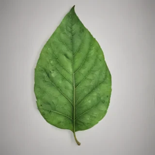 green leaf png