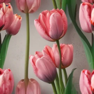 tulips wallpaper aesthetic
