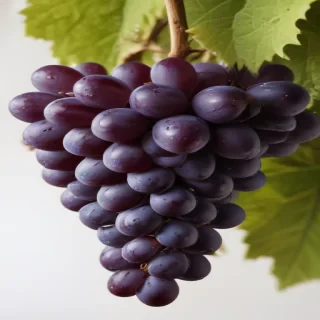 grapes png