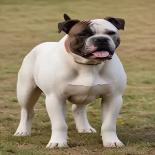 american bull dane