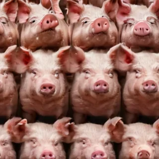 pig background