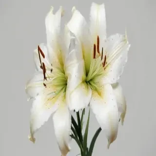 lily flower png