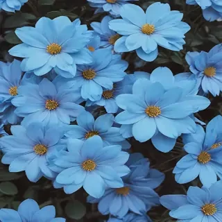 blue flower wallpaper aesthetic