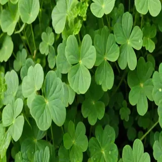 clover png