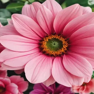 wallpaper iphone flower