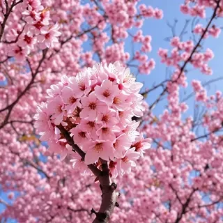 high resolution cherry blossom wallpaper