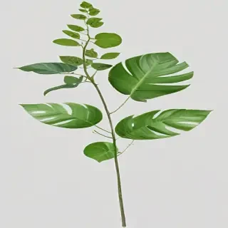 plants transparent background